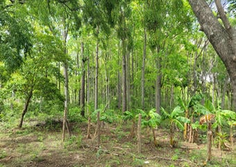 Terrenos en Rivas Nicaragua | Finca en Venta con Potencial de Plusvalía